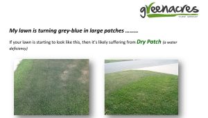 Dry patch – My lawn is turning blue in large patches