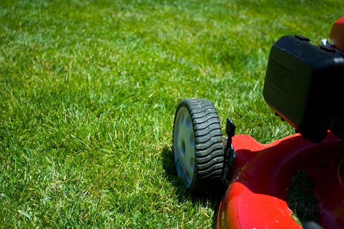 What steps can I take to have a healthy looking lawn year round?