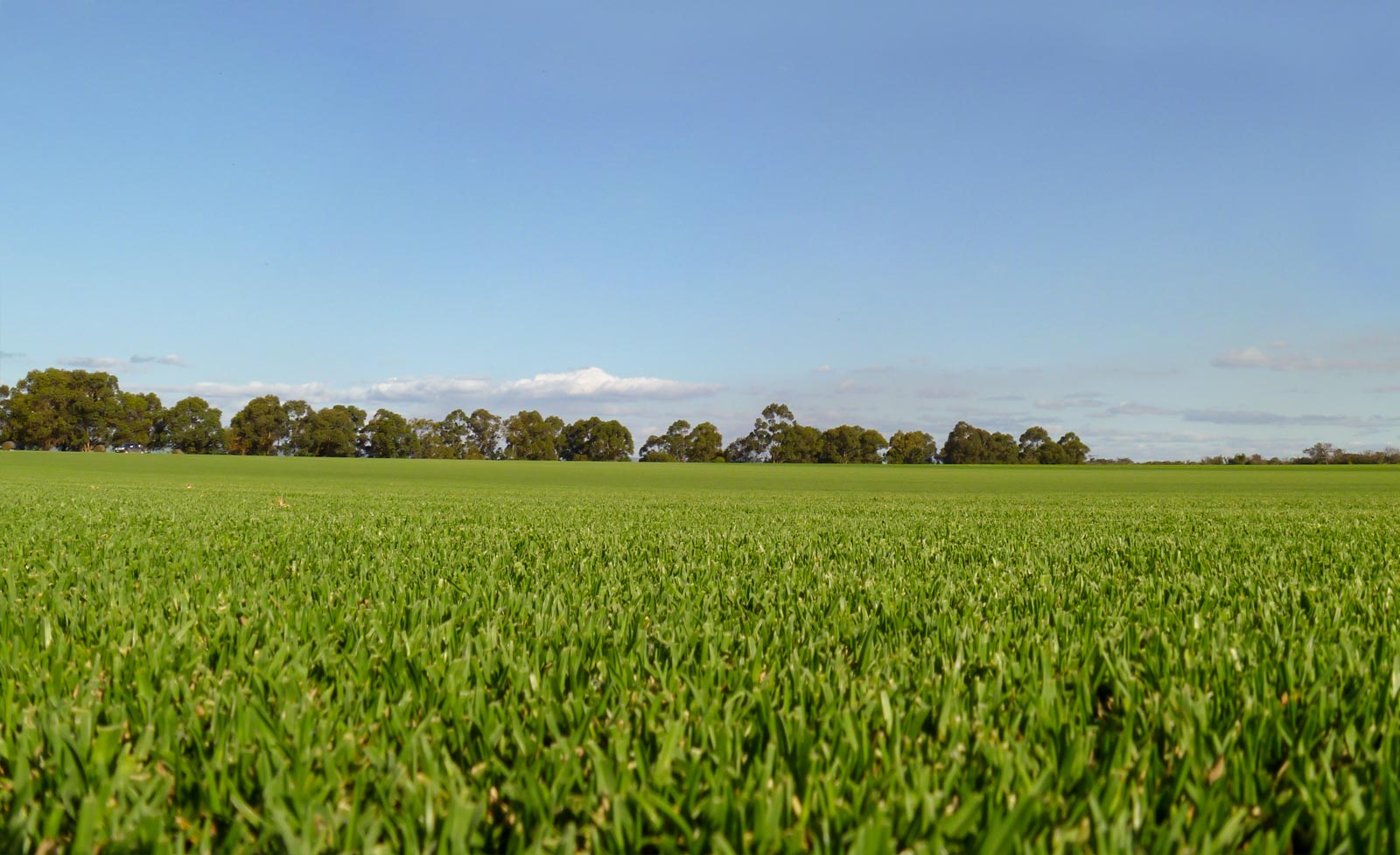 Quality Fresh Weed-Free Roll-on Lawn | Greenacres Turf Group