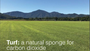 Turf: A Natural Sponge for Carbon Dioxide