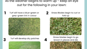 Signs of Water Deficient Lawn & How to Revive