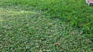 Armyworm | What is it and how to treat?