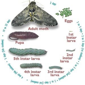 Armyworm Life Cycle