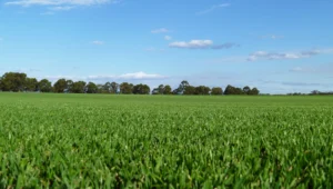 How to Get Your Lawn Ready for Spring