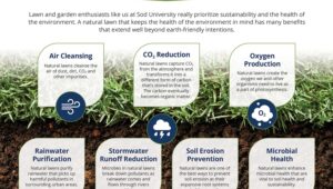 How Natural Lawns Help the Environment – Sod Solutions