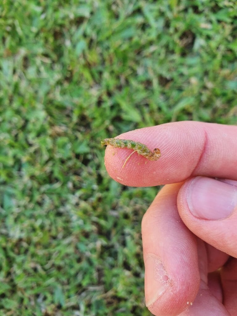 Cutworm/Armyworm found after Soapy Water Test