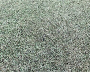 Armyworm causing loss of colour in lawn