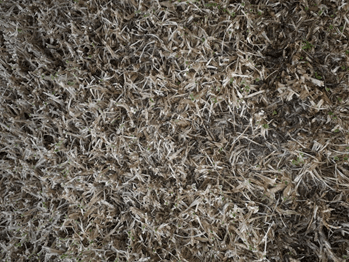 Severe Damage by Armyworm