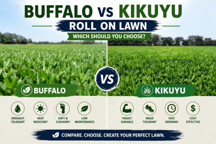 Buffalo vs Kikuyu Roll On Lawn: Which Should You Choose?