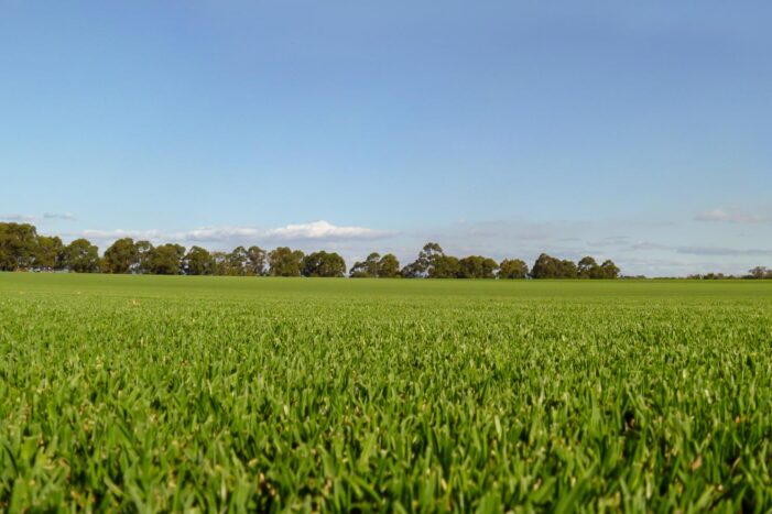 Does Sir Walter Turf Stay Green Year-Round in Perth?