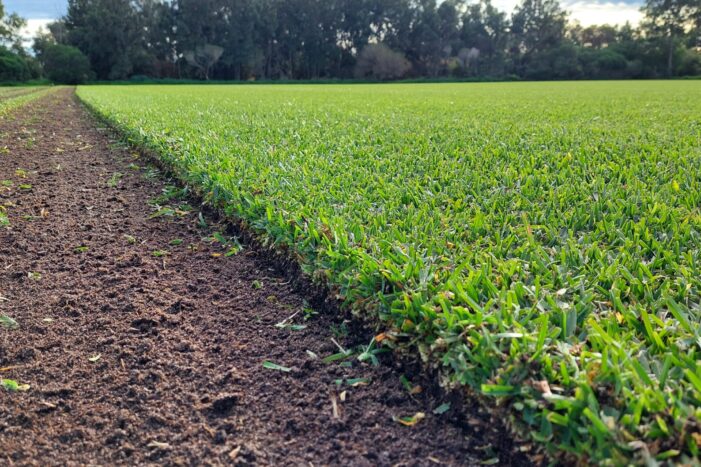 Is Sir Walter a Low-Maintenance Lawn Option?