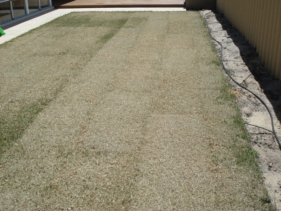 My New Roll-On Lawn Dying