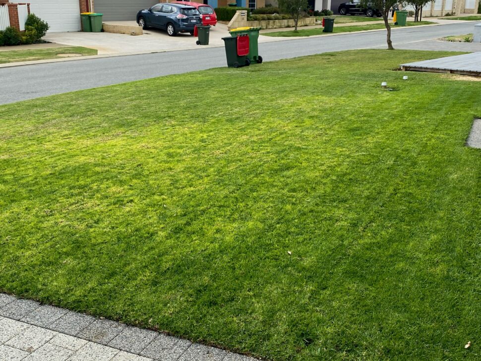Lawn Turning Yellow